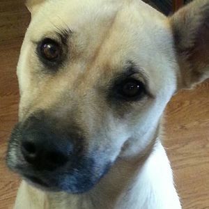 Meet your Posher, Susan